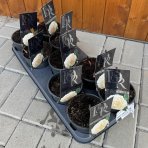 Pivónia bylinná (Paeonia lactiflora) ´SHIRLEY TEMPLE´ - kont. C1L